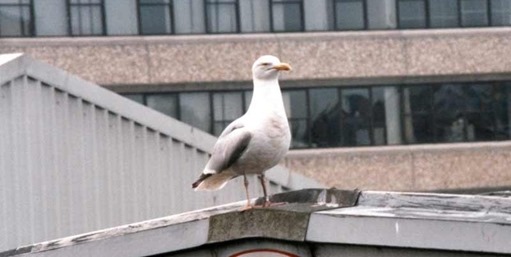 Måger