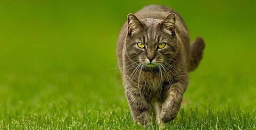 Katte